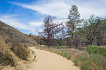 Fototapeta na wymiar Dirt Road in California Wilderness