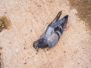 Dead pigeons lying on the road