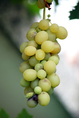 Ripe  grapes ready to be harvested