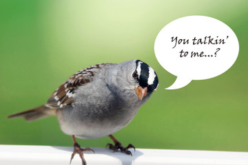 White-crowned sparrow with speech bubble