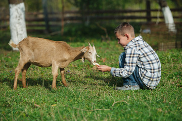 little boy feeding goat in the garden