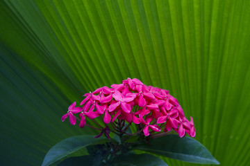 Ixora chinensis lamk