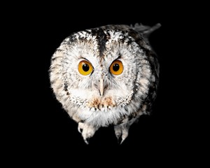 Owl.