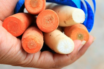 Fresh carrots and radishes