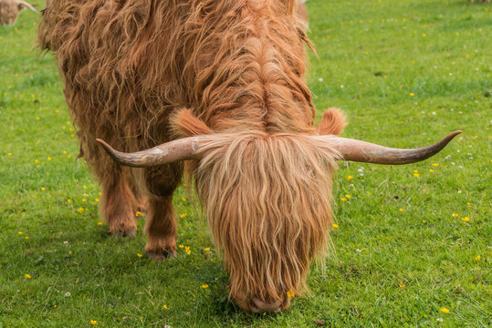Highland cows. Cow breed originating from scotland