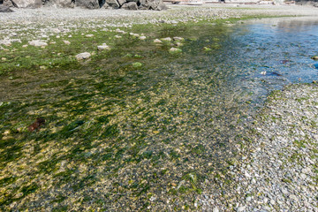 Normandy Park Stream 4