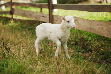 Obraz premium cute little lamb in the paddock