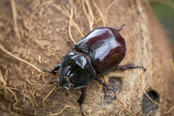 Scarabeo rinoceronte che cammina su una noce di cocco