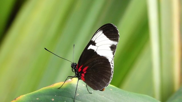 Tropical butterfly, Doris butterfly (Laparus doris)