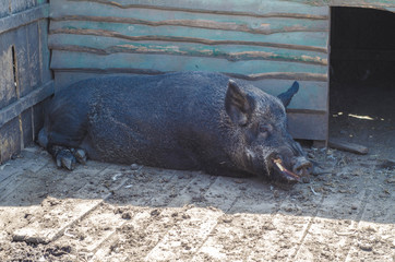 Big black fat pig at the farm