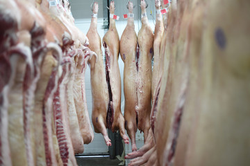 Fototapeta na wymiar pork carcasses on hooks