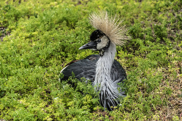 Jardin d'Acclimatation (1860) - park in Bois de Boulogne. Paris.
