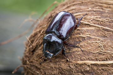 Scarabeo rinoceronte in primo piano con il corno verso il basso