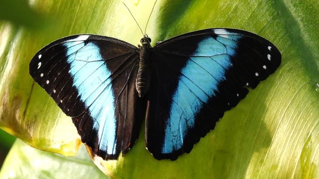 Tropical butterfly, Blue Morpho (Morpho peleides)