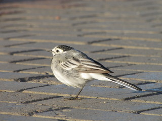 Трясогузка 