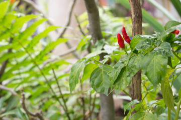 thai red hot chili pepper