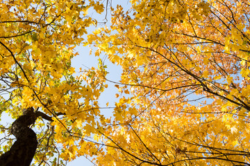 autumn landscape