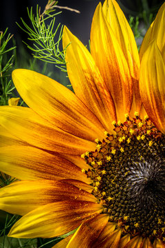 flowers yellow and red sunflower