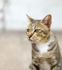 Naklejka na ściany i meble American Shorthair cat