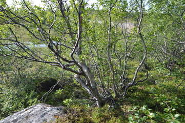 Северная береза