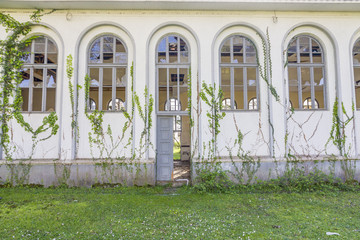 Ivy on wall of building with broken Windows