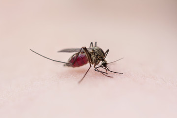 Lapland Mosquito