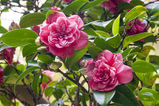 Flower camellia japonica