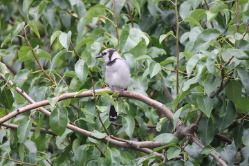 Blue Jay (Cyanocitta cristata) perched on a branch of an old pear tree.