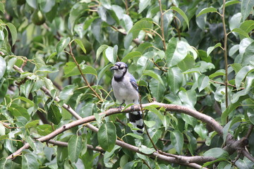 Blue Jay (Cyanocitta cristata) perched on a branch of an old pear tree.