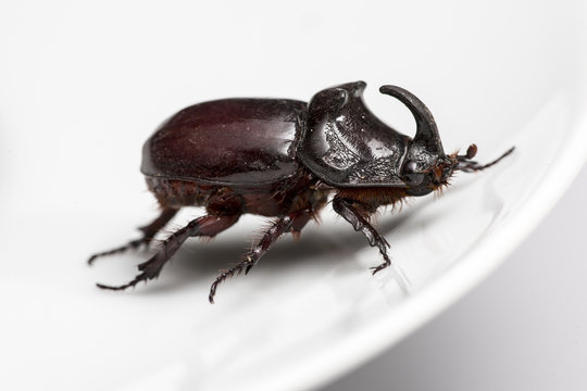 Scarabeo rinoceronte di profilo su sfondo bianco