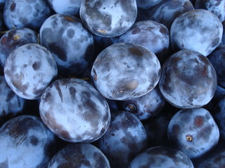 Purple plum fruits background