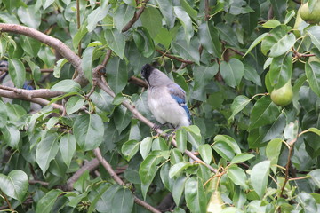 Blue Jay (Cyanocitta cristata) perched on a branch of an old pear tree.

