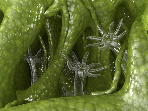 Hydra vulgaris. Coelenterata multicellular organism