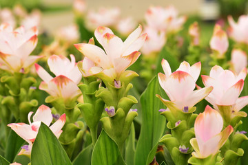 Curcuma alismatifolia blossom, Siam tulip