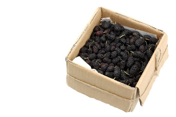 isolate, mulberry, Box