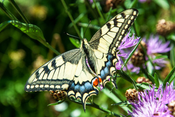 Old World Swallowtail 