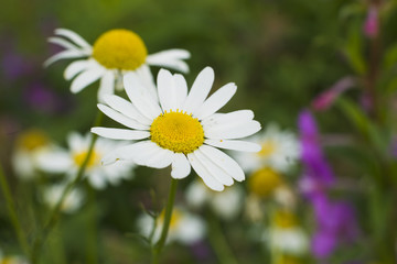 Obraz premium Chamomile flowers.
