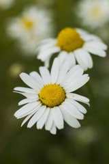 Chamomile flowers.