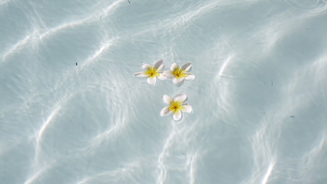 Three frangipanis Floating on Swimming Pool
