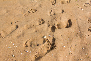 Footprints in the sand