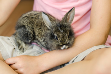 Naklejka premium rabbit in hands