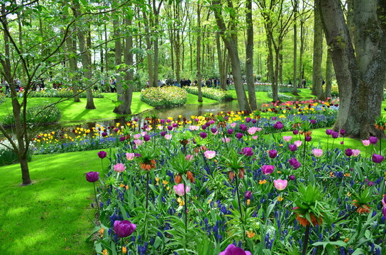 Colorful flowers and blossom in dutch spring garden Keukenhof which is the world's largest flower garden.