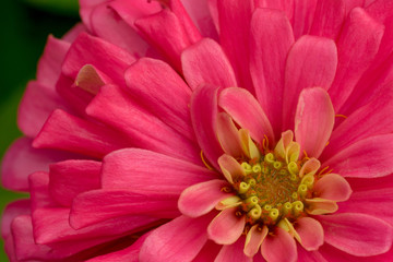 pink Zinnia Flower