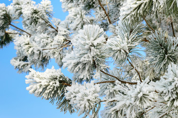 Branch of a pine covered with frost