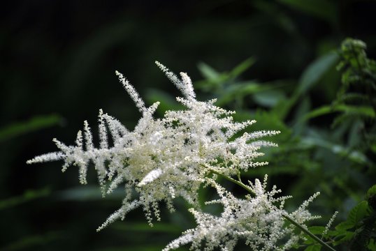 fiore bianco