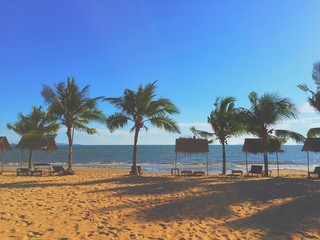 Fototapeta premium coconut tree on beach