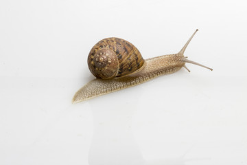 Lumaca chiocciola che striscia su sfondo bianco