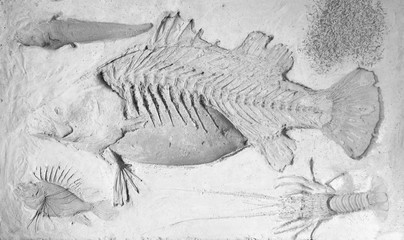 fake fossil fish on the concrete © prapann