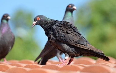 Pigeon standing on roof
