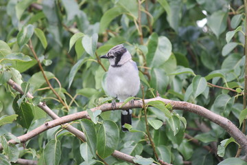 Blue Jay (Cyanocitta cristata) perched on a branch of an old pear tree.

